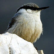 Western Rock Nuthatch