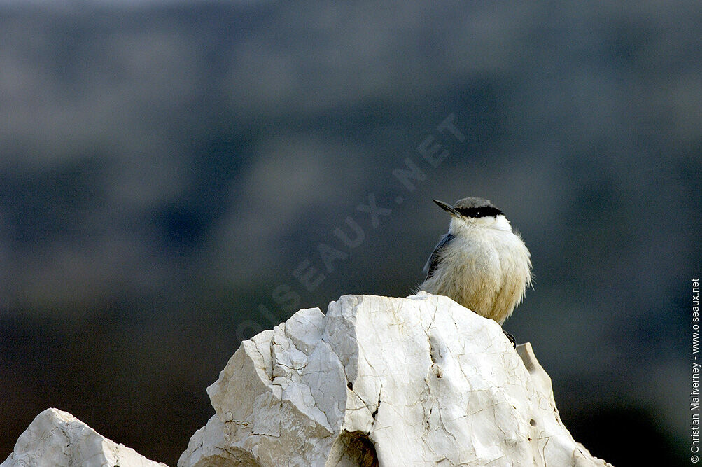 Sittelle de Neumayeradulte