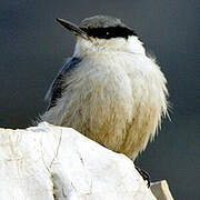 Western Rock Nuthatch