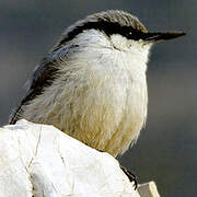 Western Rock Nuthatch