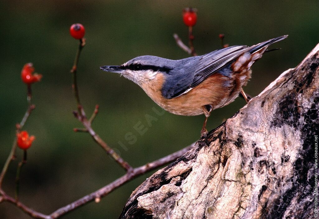 Eurasian Nuthatchadult