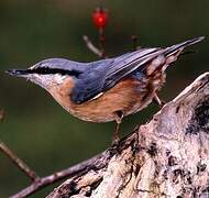 Eurasian Nuthatch