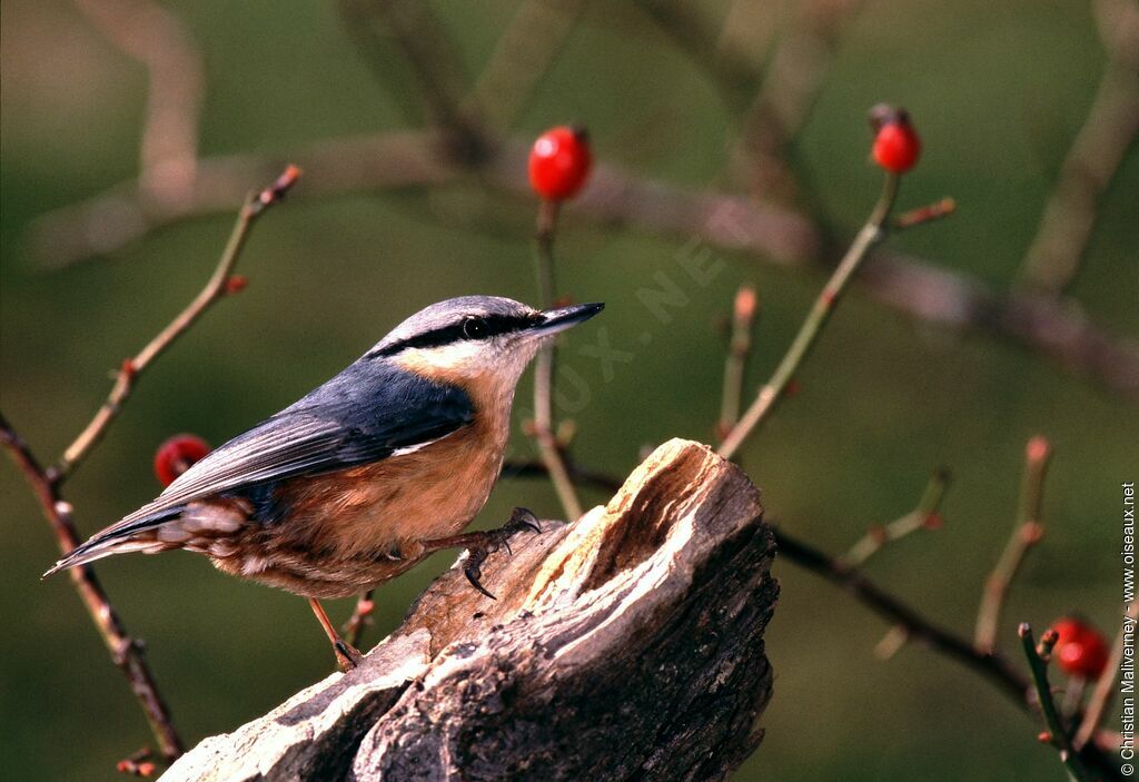 Eurasian Nuthatchadult