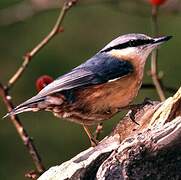 Eurasian Nuthatch