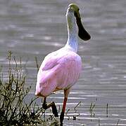 Roseate Spoonbill