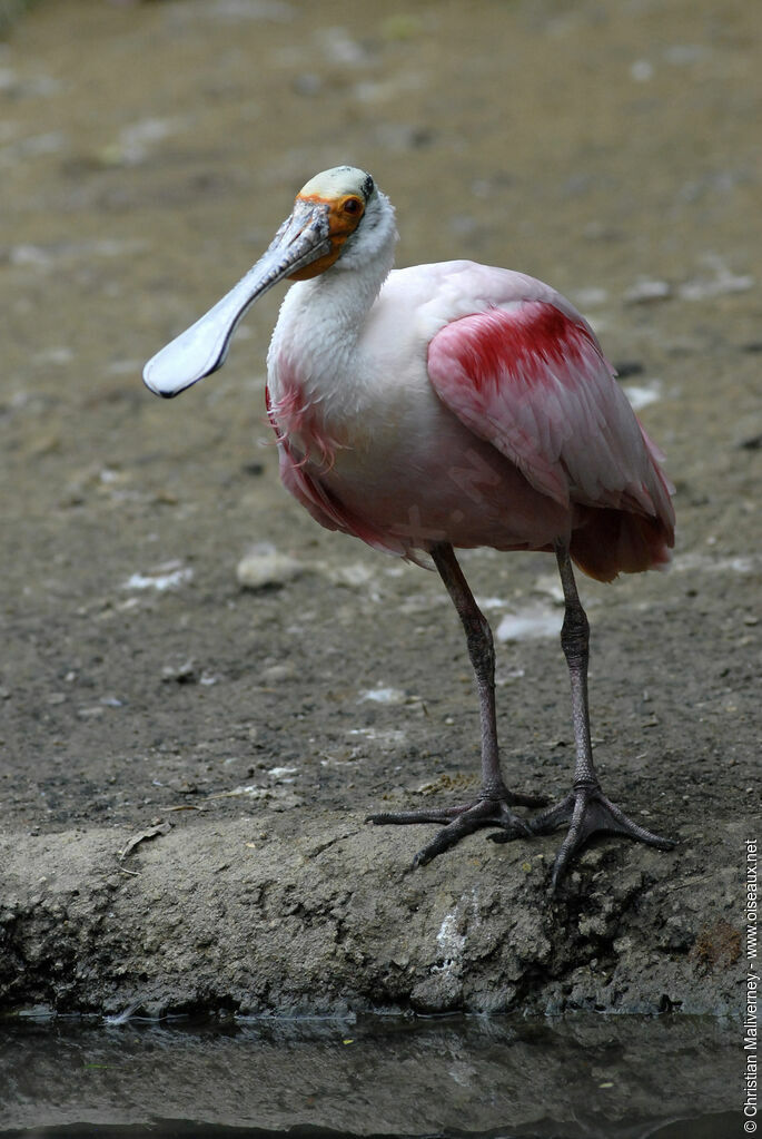 Roseate Spoonbilladult, identification