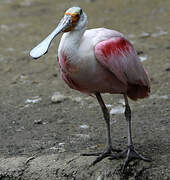 Roseate Spoonbill