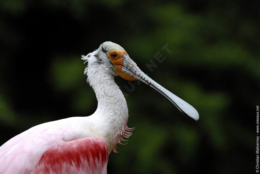 Roseate Spoonbilladult, identification