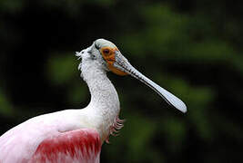 Roseate Spoonbill