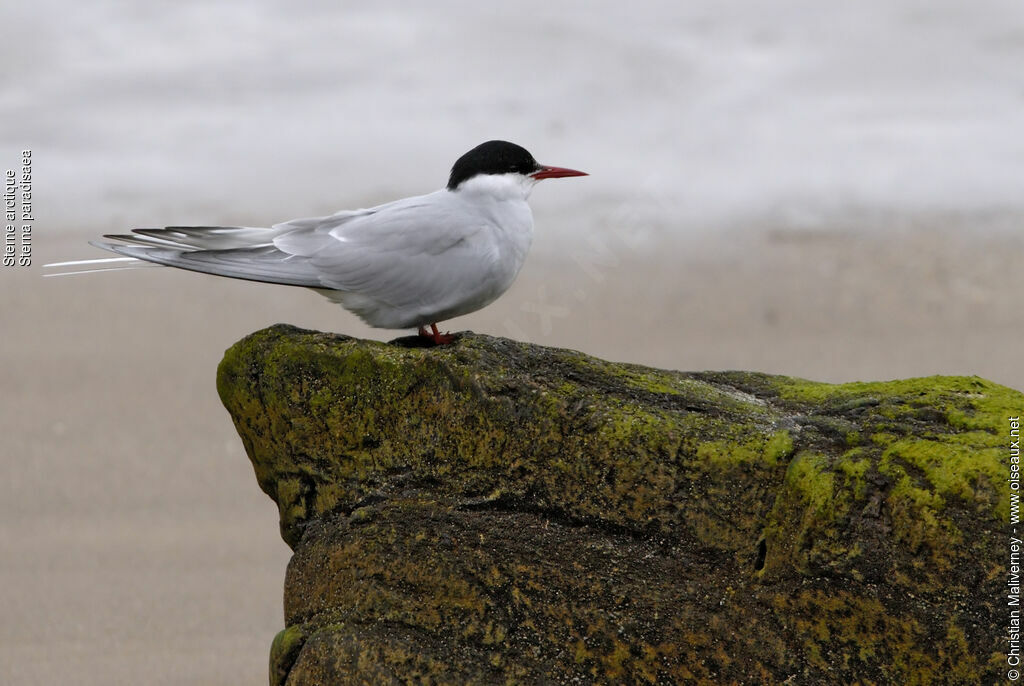 Arctic Ternadult breeding, identification