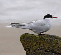 Arctic Tern