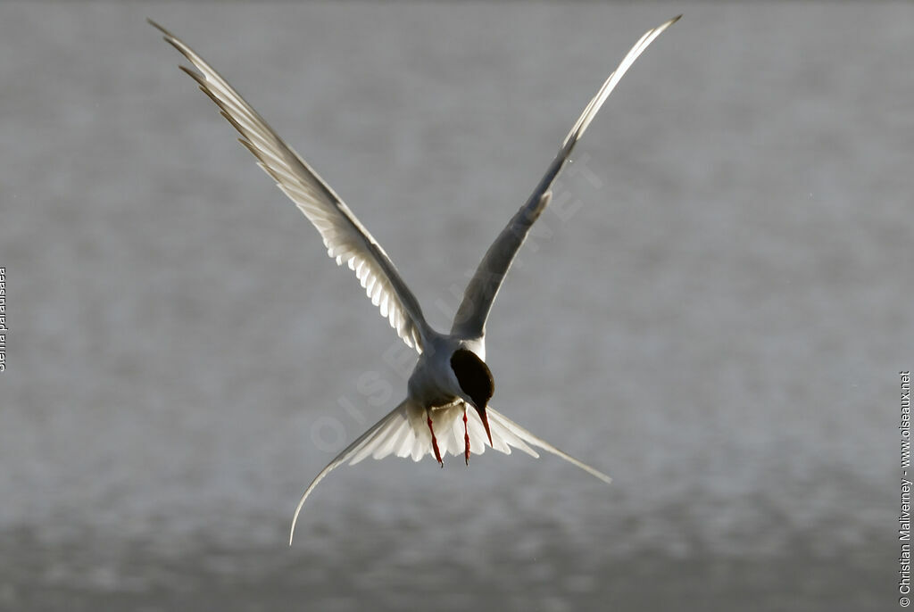 Arctic Ternadult breeding, identification, Flight, Behaviour