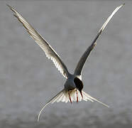 Arctic Tern