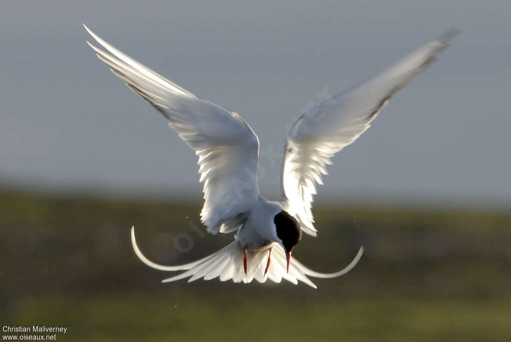 Arctic Ternadult breeding, Flight, fishing/hunting