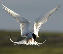 Arctic Tern