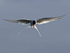 Arctic Tern