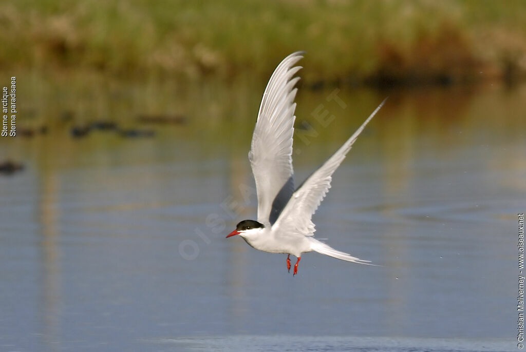 Arctic Ternadult breeding, Flight