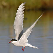 Arctic Tern