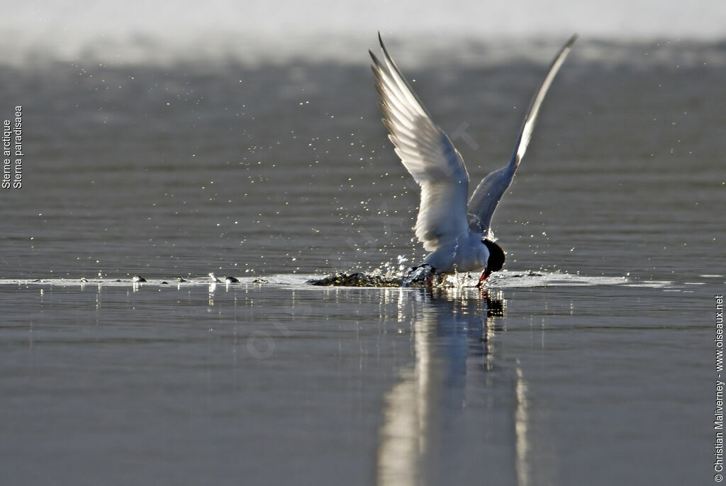 Arctic Ternadult breeding, Flight, Behaviour