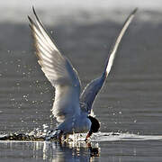 Arctic Tern