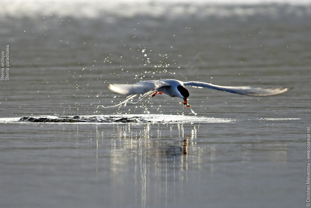 Arctic Ternadult breeding, identification, Flight, feeding habits, Behaviour