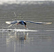 Arctic Tern