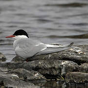 Arctic Tern