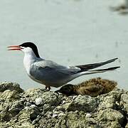 Common Tern