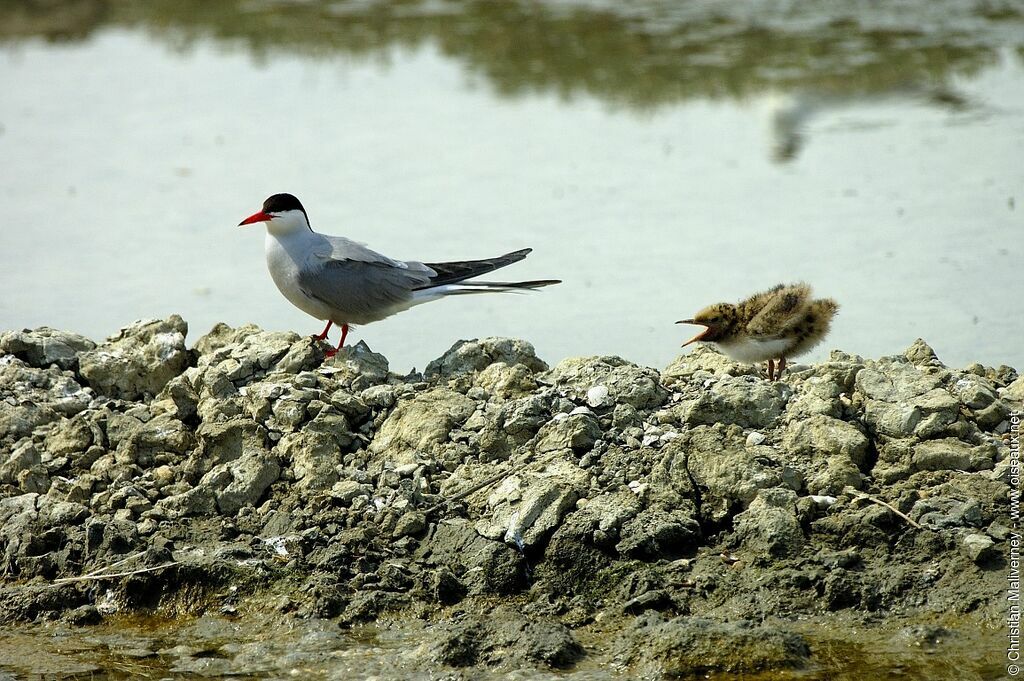 Common Ternadult breeding