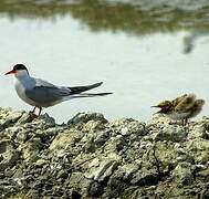 Common Tern