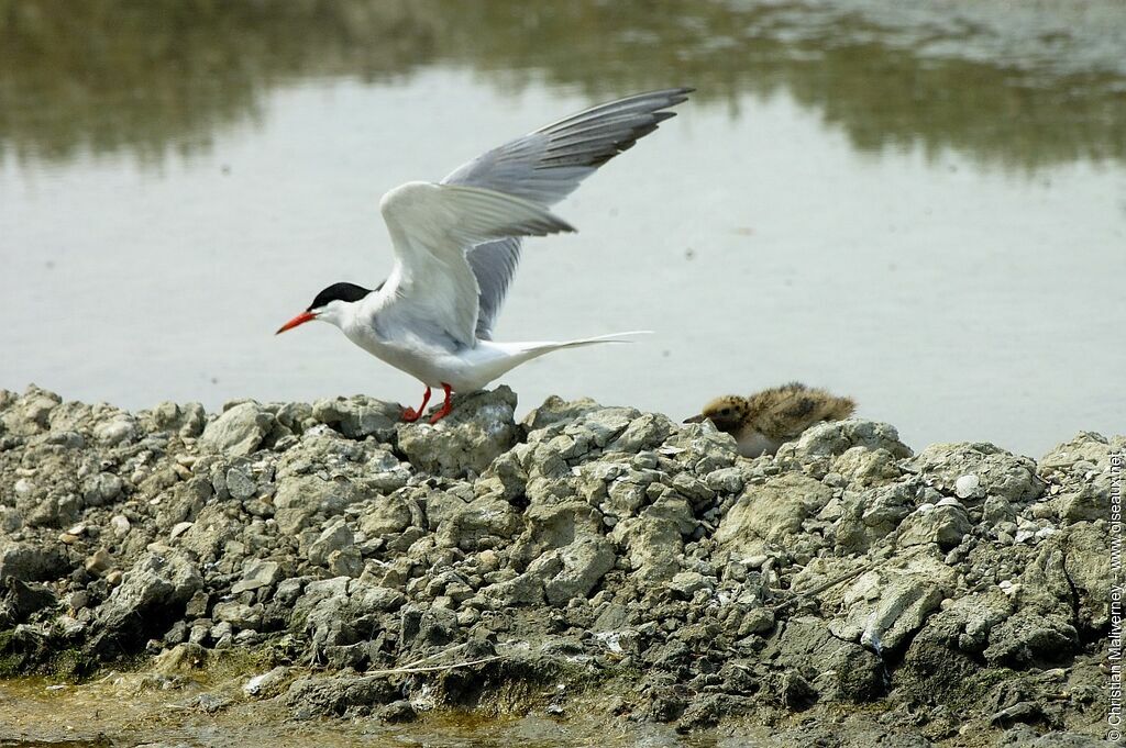 Common Ternadult breeding