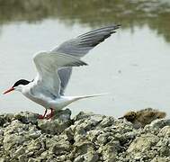 Common Tern