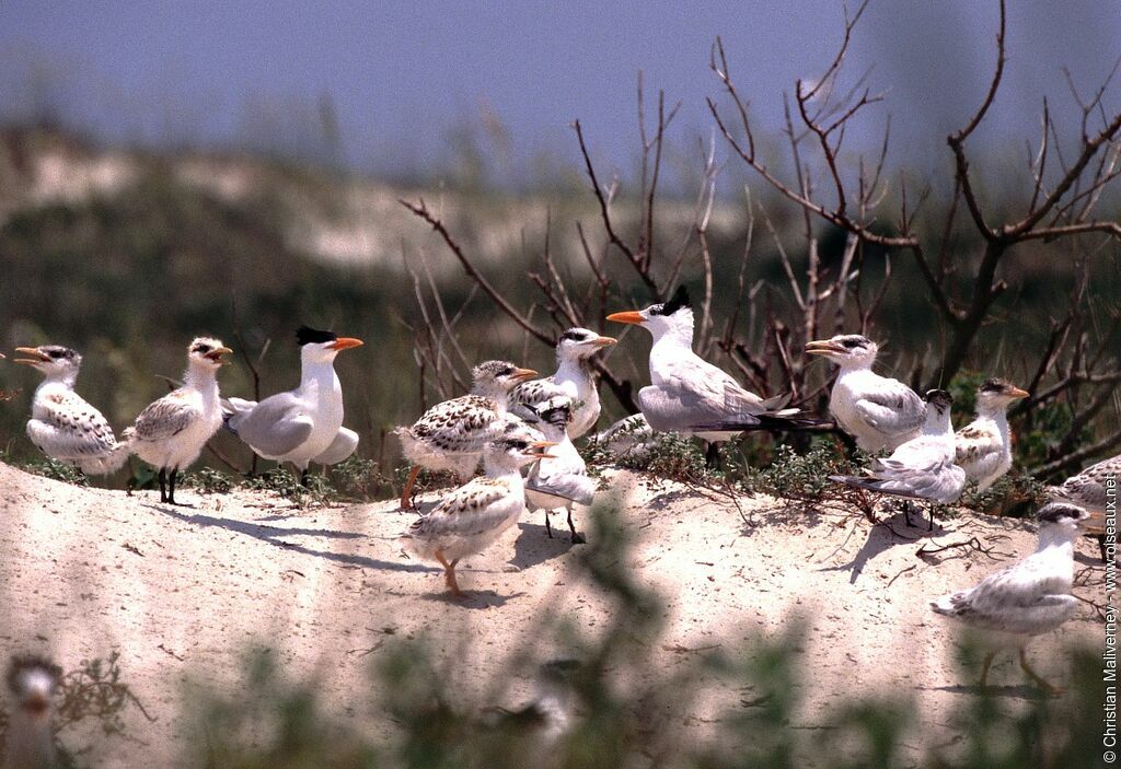 Royal Tern