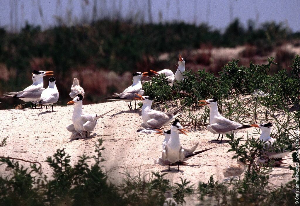 Royal Tern