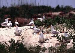 Royal Tern