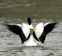 Common Shelduck