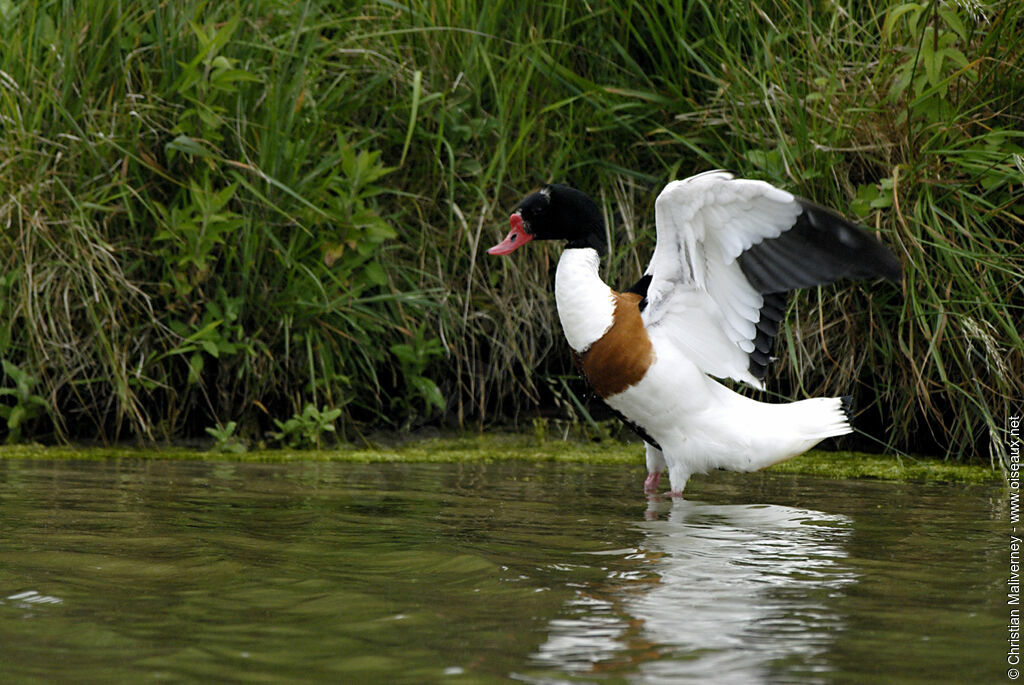 Common Shelduckadult breeding