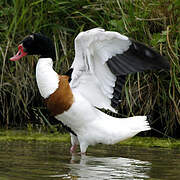 Common Shelduck