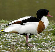 Common Shelduck