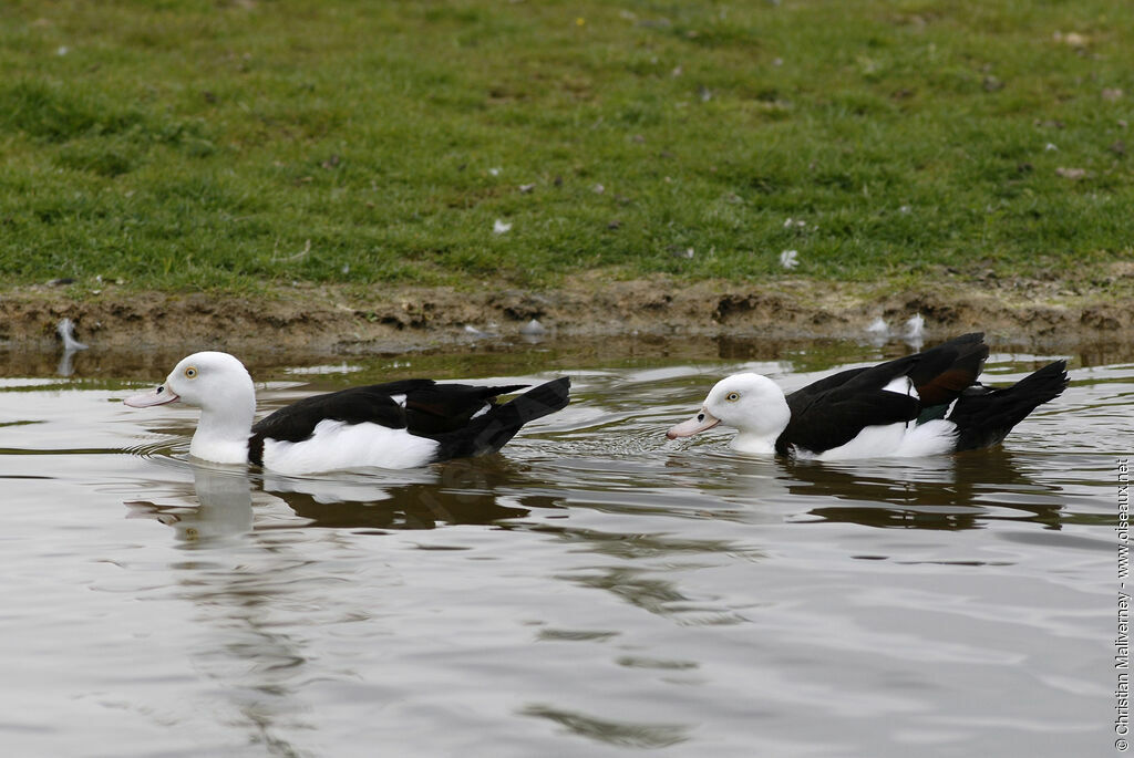 Raja Shelduckadult, identification