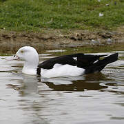 Raja Shelduck