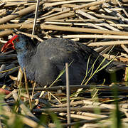 Western Swamphen