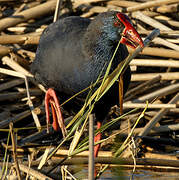 Western Swamphen