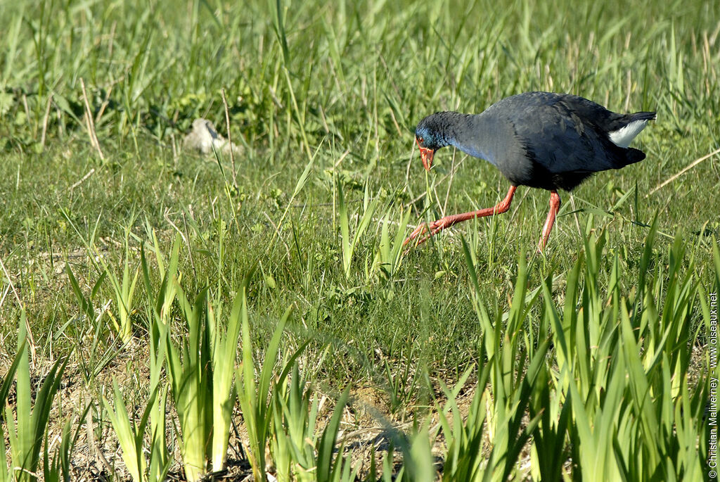 Western Swamphenadult