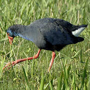 Western Swamphen