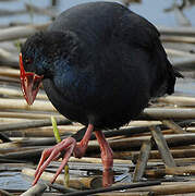 Western Swamphen