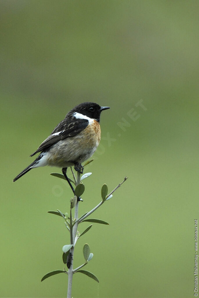 European Stonechat male adult breeding