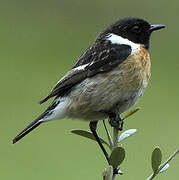 European Stonechat