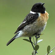 European Stonechat