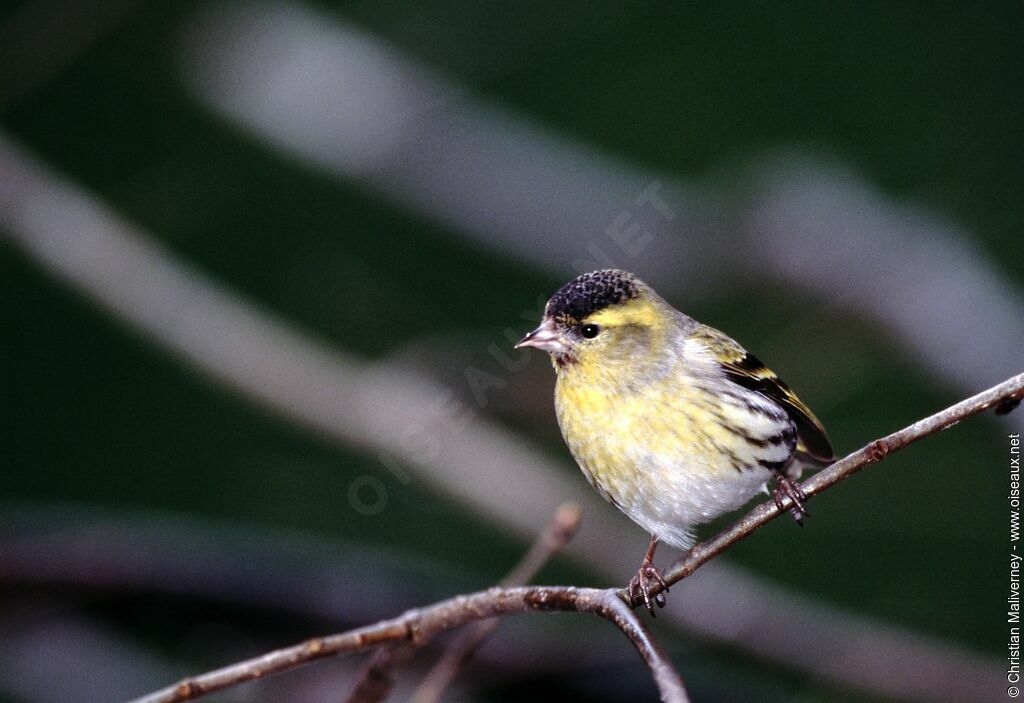 Eurasian Siskin male adult post breeding